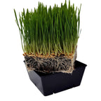 5x5 Deep Grow Tray Inserts | 8 Pack / Purple