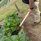 Short Triple Tine Cultivator
