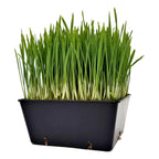 5x5 Deep Grow Tray Inserts | 8 Pack / Purple