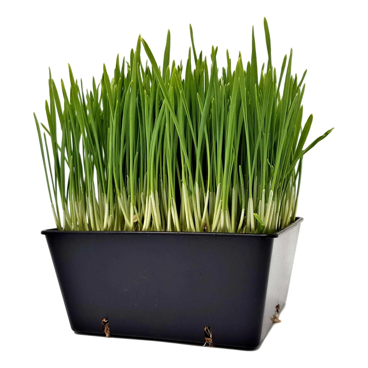 5x5 Deep Grow Tray Inserts | 8 Pack / Purple