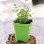 5" Heavy Duty Nursery Pots | Green / 8 Pots