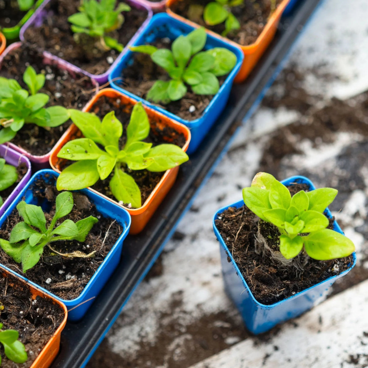 32-Cell Reusable Plant Starter Trays with Inserts | 2 Pack / Multicolor