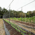 Trellis Netting | 6" Mesh | 3 x 328