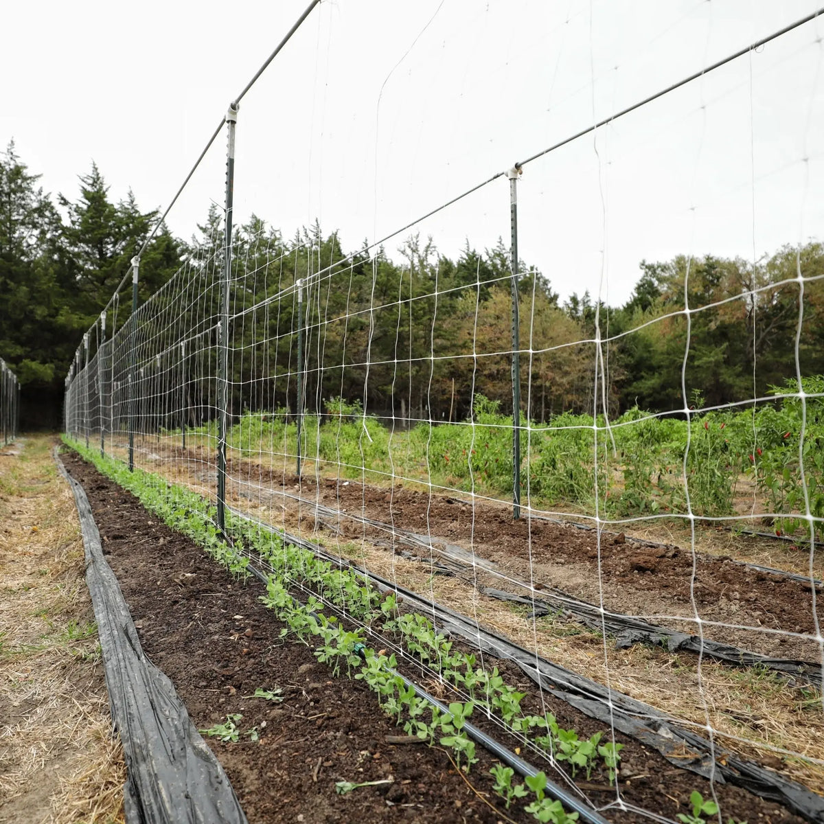 Trellis Netting | 6" Mesh | 3 x 328