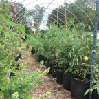 Grow Bags - 2 to 50 Gallon - Black | 2 Gallon / 10 Pack
