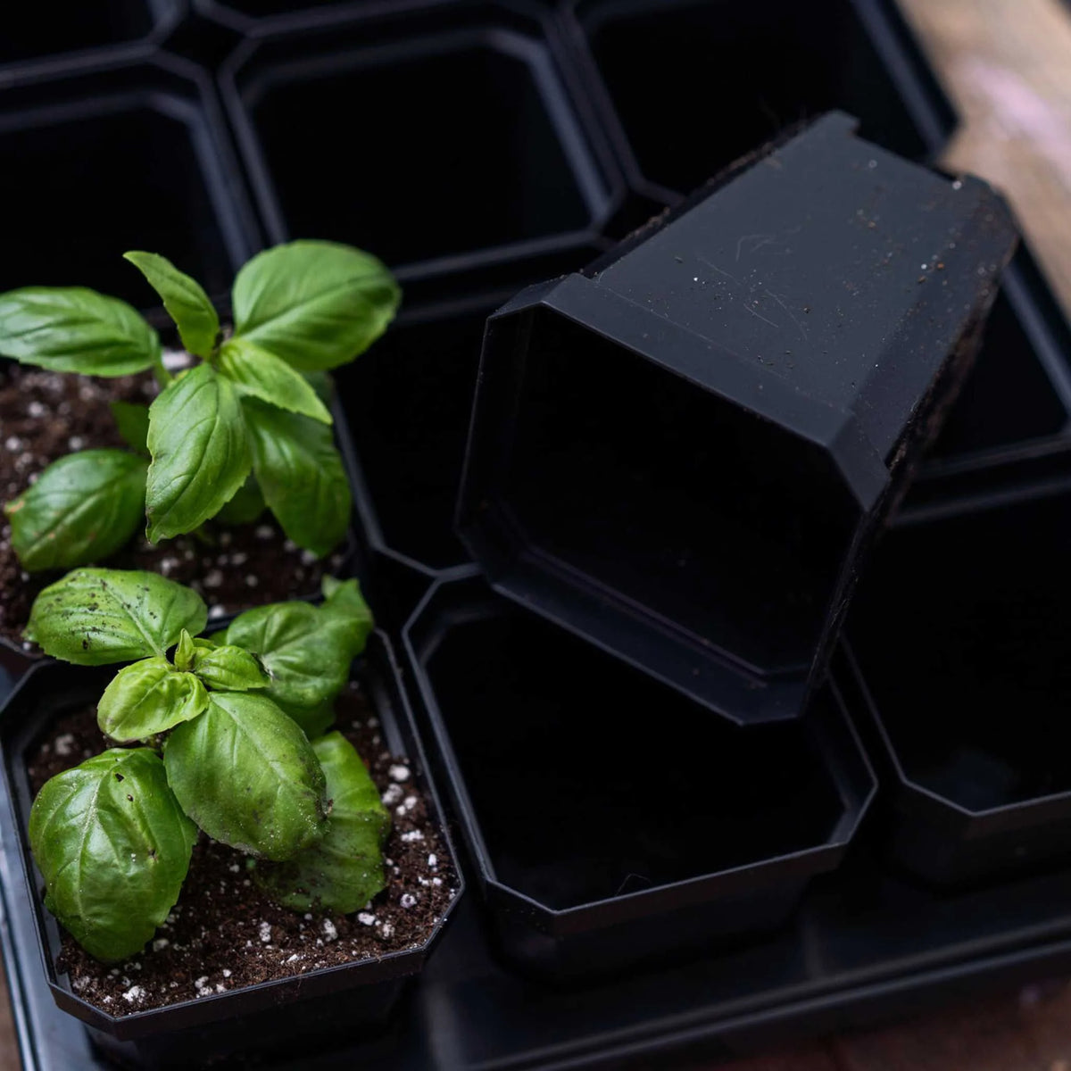 3.3" Heavy Duty Seed Starting Pots | Black / 36
