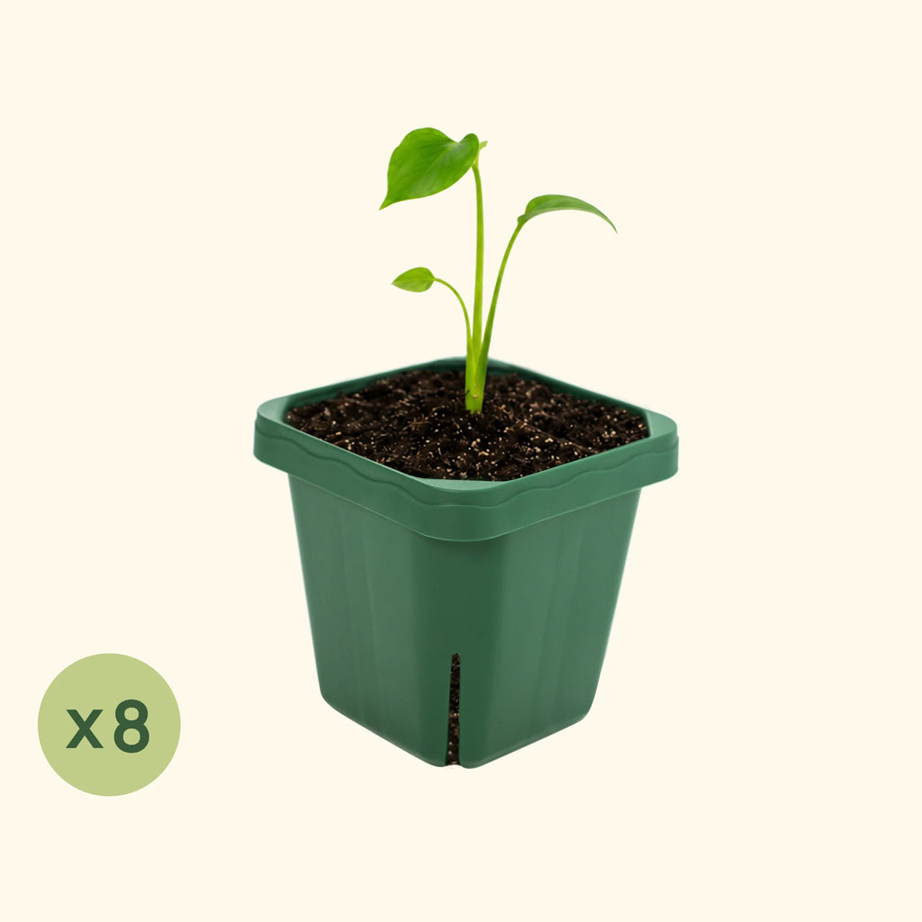 Extra-Large 5" x 5" Seedling Pot - 8 Pack