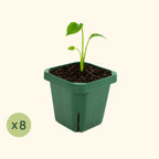 Extra-Large 5" x 5" Seedling Pot - 8 Pack