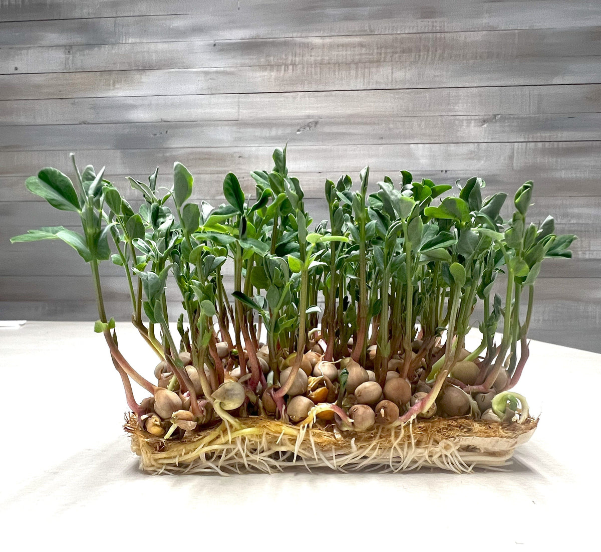 5x5 Grow Mats | 40 Pack