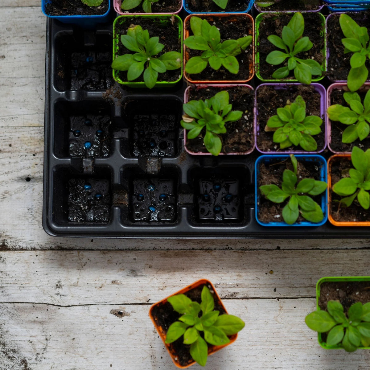 32-Cell Reusable Plant Starter Trays with Inserts | 2 Pack / Multicolor