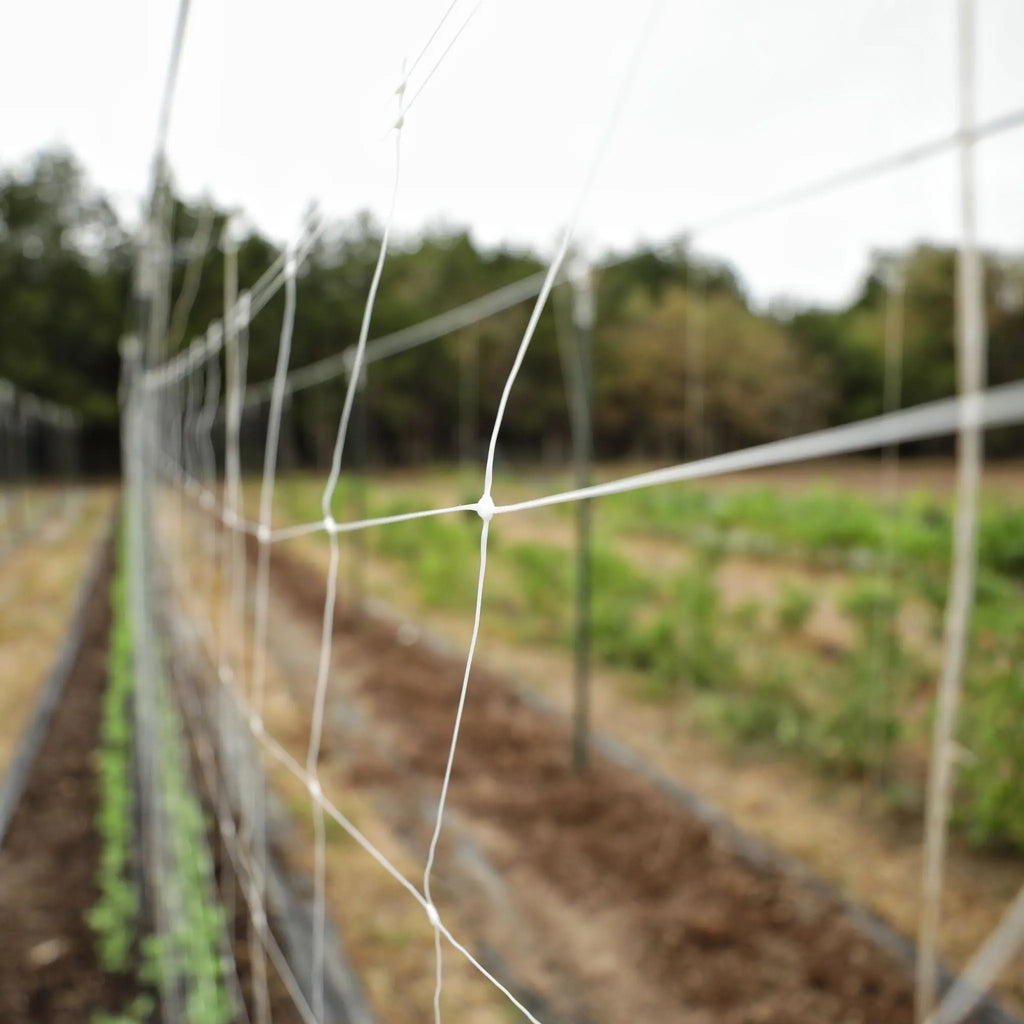 Trellis Netting | 6" Mesh | 3 x 328