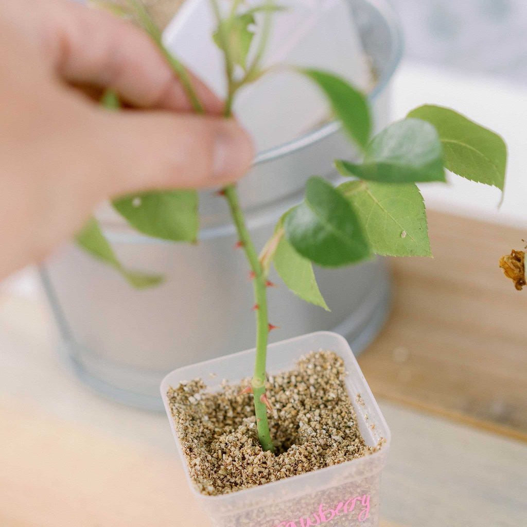 Seed Starter Pots - 2.5" Extra Strength | 40 Pots / Green