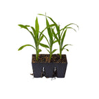Epic 6-Cell Seed Starting Trays | 6 Trays / Black