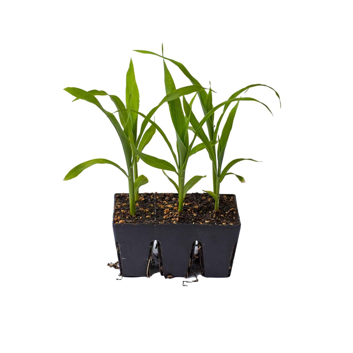Epic 6-Cell Seed Starting Trays | 6 Trays / Black