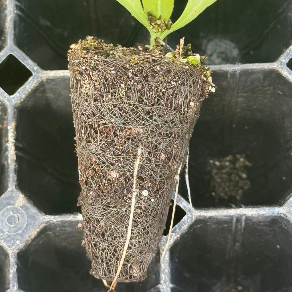 Growcoon Rooting Pod | 128 Cell / 100 Pack