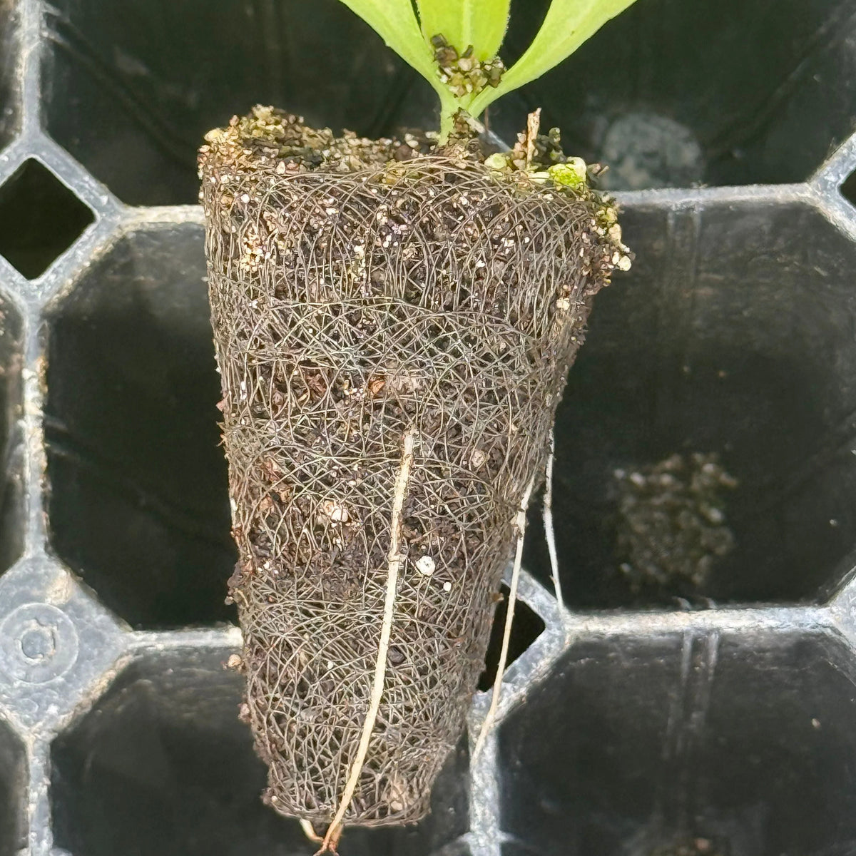 Growcoon Rooting Pod | 128 Cell / 100 Pack