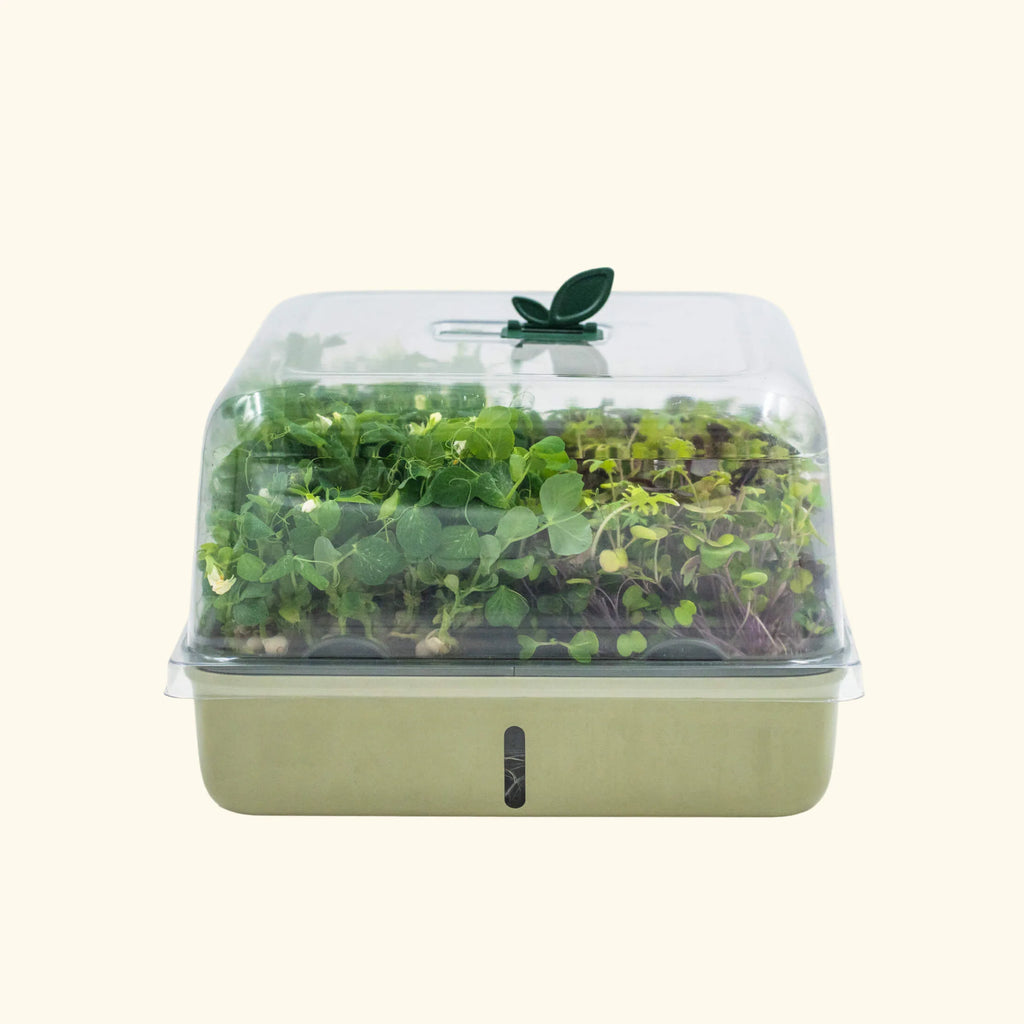 2-Pack EZ Microgreens Planter | Fog Gray