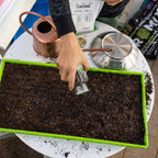 1020 Microgreen Trays - Shallow Extra Strength Colors | White / 1 Tray / No Holes