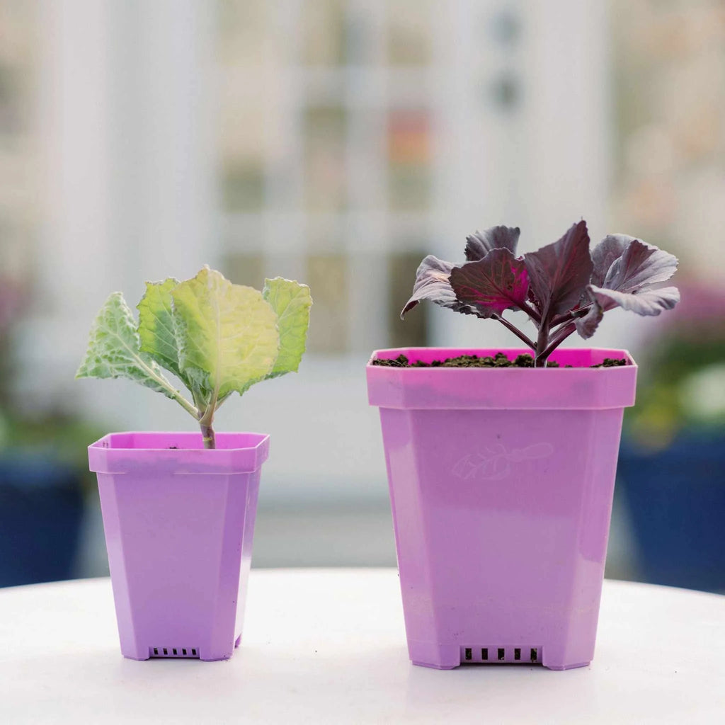 3.3" Heavy Duty Seed Starting Pots with Inserts | White / 36 pots - 2 inserts