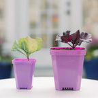 3.3" Heavy Duty Seed Starting Pots with Inserts | White / 36 pots - 2 inserts