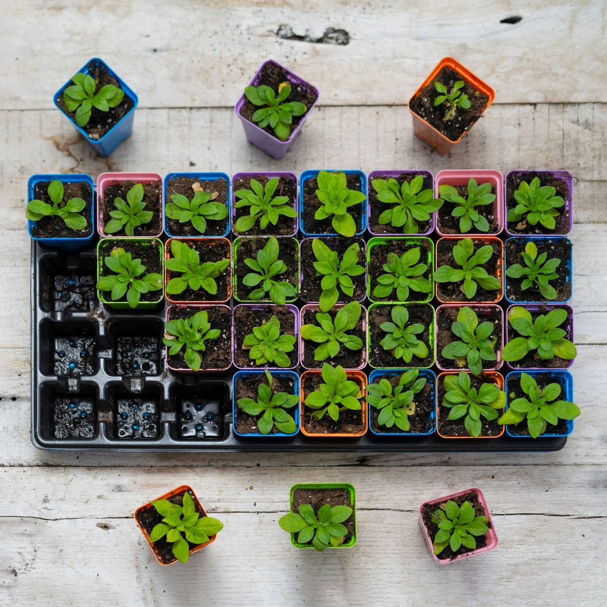 32-Cell Reusable Plant Starter Trays with Inserts | 2 Pack / Multicolor
